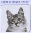 Carte d`identification SIEV